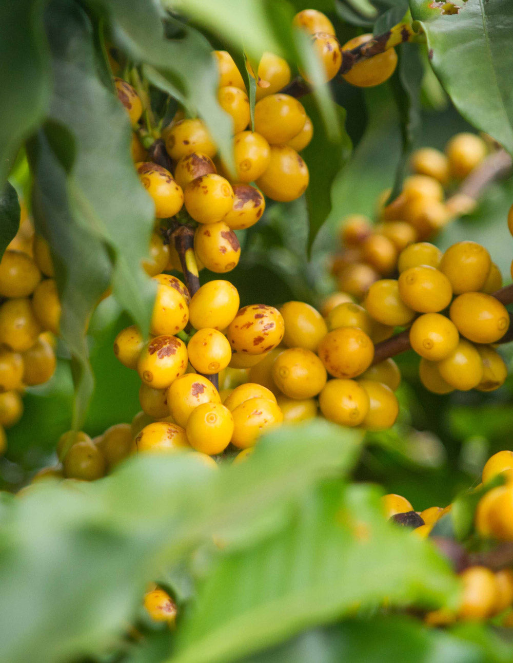 KAFFEEKIRSCHEN-BRASILIEN-YELLOW-CATUAI